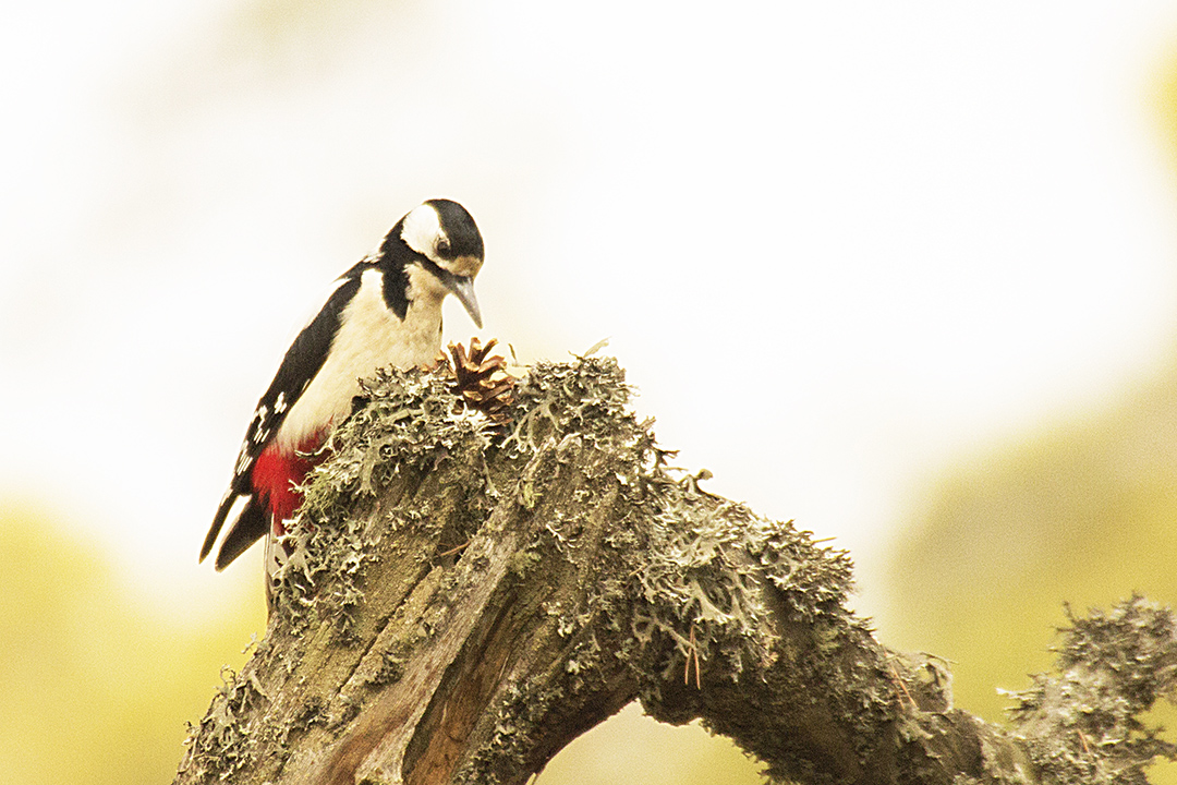 Great Spotted Woodpecker